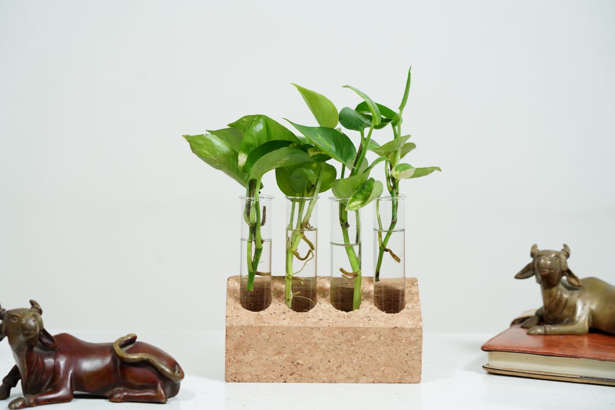 Cork Tapered Test Tube Planter