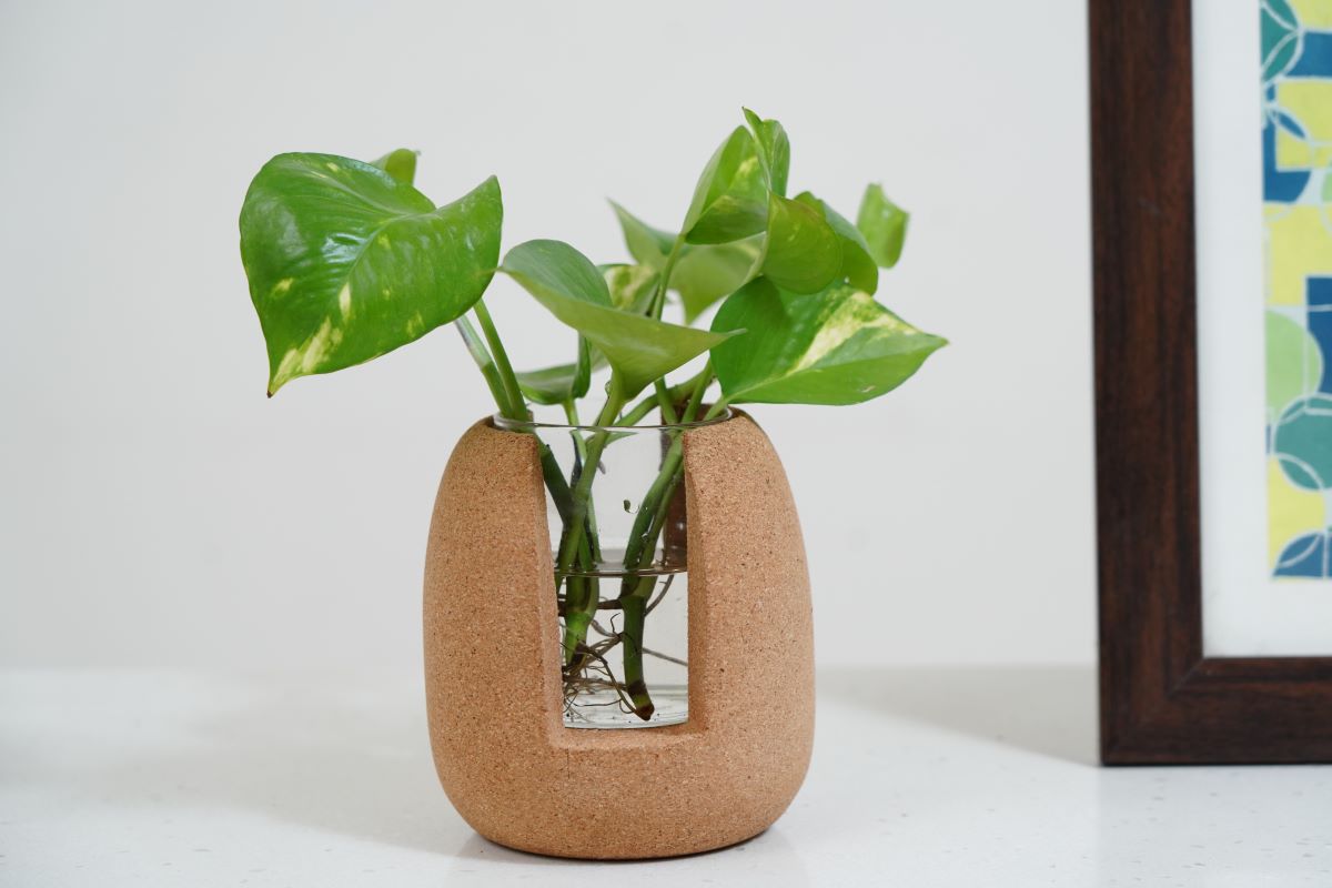 Cork Oval Test Tube Planter