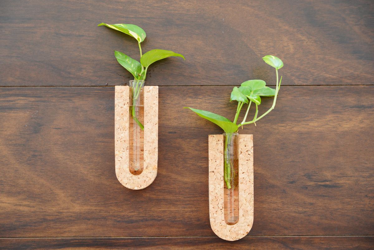 Cork U-Shaped Test Tube Planter