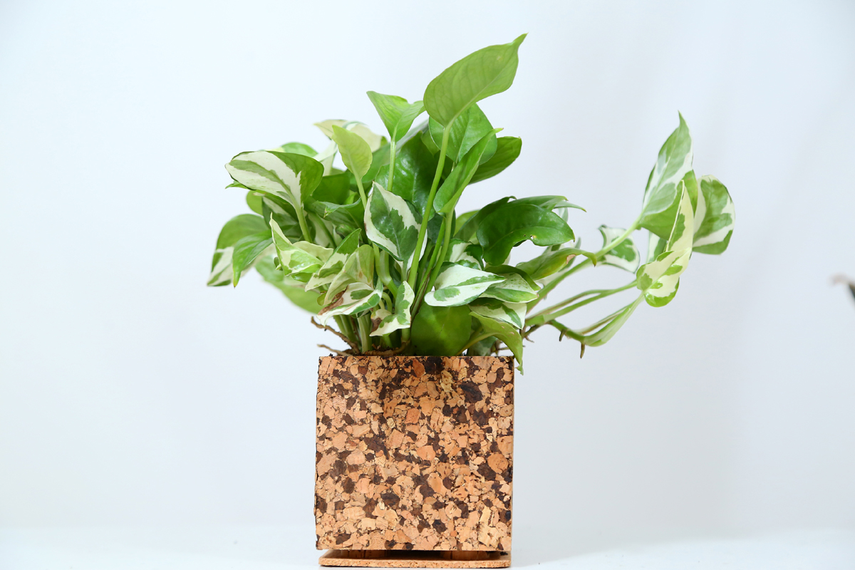 Cork Planter Choco Chip