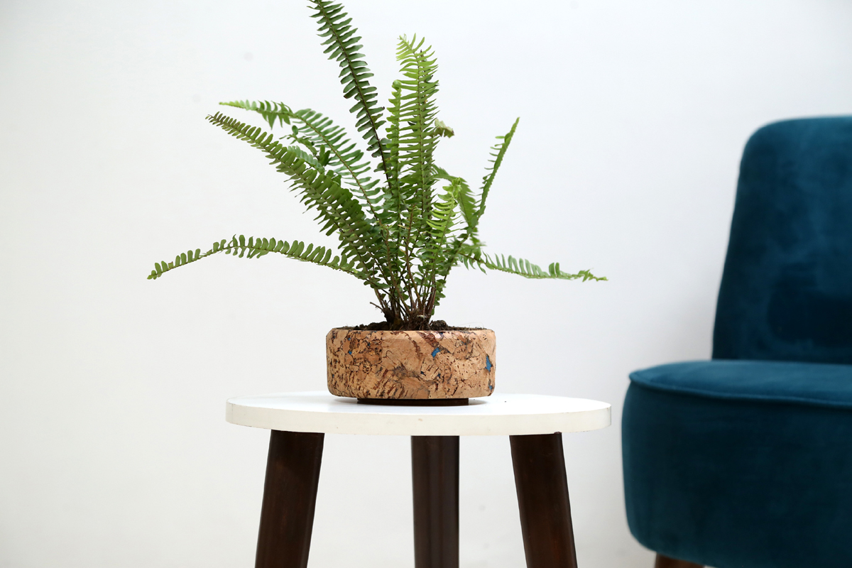 Cork Flat Planter